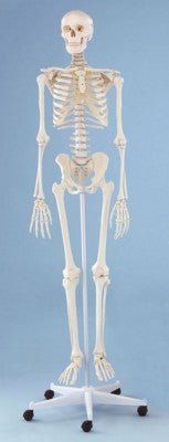 Branded Promotional TEACHING ANATOMICAL SKELETON MODEL Anatomical Model From Concept Incentives.