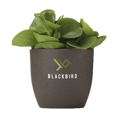 Branded Promotional COFFEE FLOWERPOT from Concept Incentives