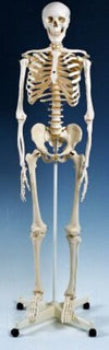 Branded Promotional BASIC ANATOMICAL SKELETON MODEL Anatomical Model From Concept Incentives.