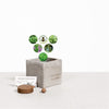 Branded Promotional SMALL CONCRETE POT - GROW KIT - HERB MIX - ROCK Plant From Concept Incentives.