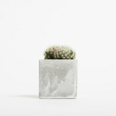 Branded Promotional SMALL CONCRETE POT - CACTUS PLANT - MARBLE Seeds From Concept Incentives.