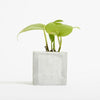 Branded Promotional SMALL CONCRETE POT - DEVILS IVY - MARBLE Seeds From Concept Incentives.