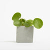 Branded Promotional SMALL CONCRETE POT - MONEY PLANT - ROCK Seeds From Concept Incentives.