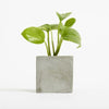 Branded Promotional SMALL CONCRETE POT - DEVILS IVY - ROCK Seeds From Concept Incentives.