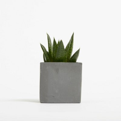 Branded Promotional SMALL CONCRETE POT - SUCCULENT PLANT - BATTLESHIP Seeds From Concept Incentives.