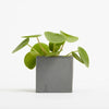 Branded Promotional SMALL CONCRETE POT - MONEY PLANT - BATTLESHIP Seeds From Concept Incentives.