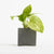 Branded Promotional SMALL CONCRETE POT - DEVILS IVY - BATTLESHIP Seeds From Concept Incentives.