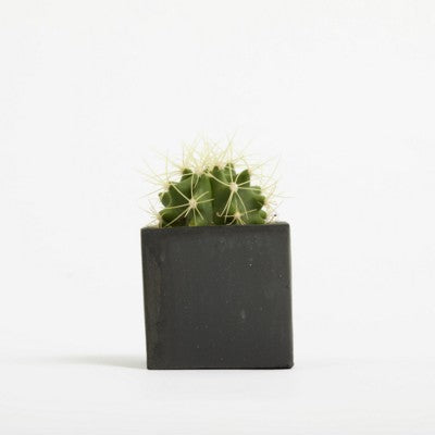 Branded Promotional SMALL CONCRETE POT - CACTUS PLANT - SPACE Seeds From Concept Incentives.