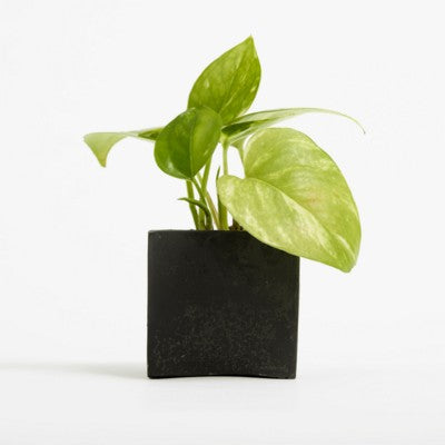 Branded Promotional SMALL CONCRETE POT - DEVILS IVY - SPACE Candle From Concept Incentives.