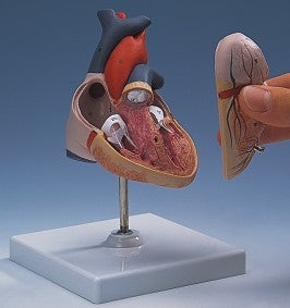 Branded Promotional HEART ANATOMICAL MODEL Anatomical Model From Concept Incentives.