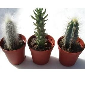 Branded Promotional MINI CACTUS Plant From Concept Incentives.