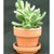 Branded Promotional MONEY TREE Seeds From Concept Incentives.
