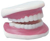 Branded Promotional TEETH ANATOMICAL MODEL Anatomical Model From Concept Incentives.